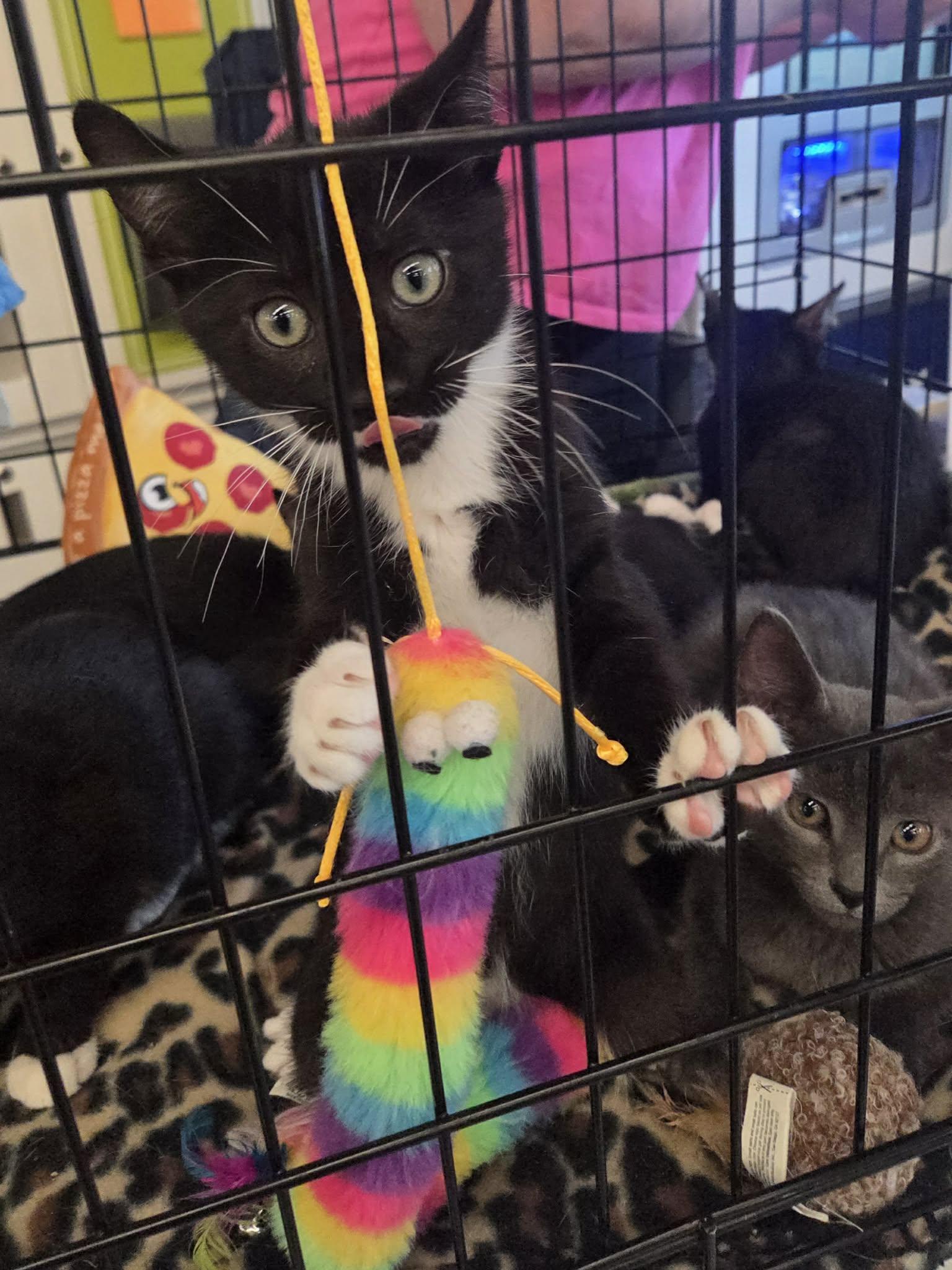 Ozzy, adopted, Kitten Male Domestic Short Hair.
