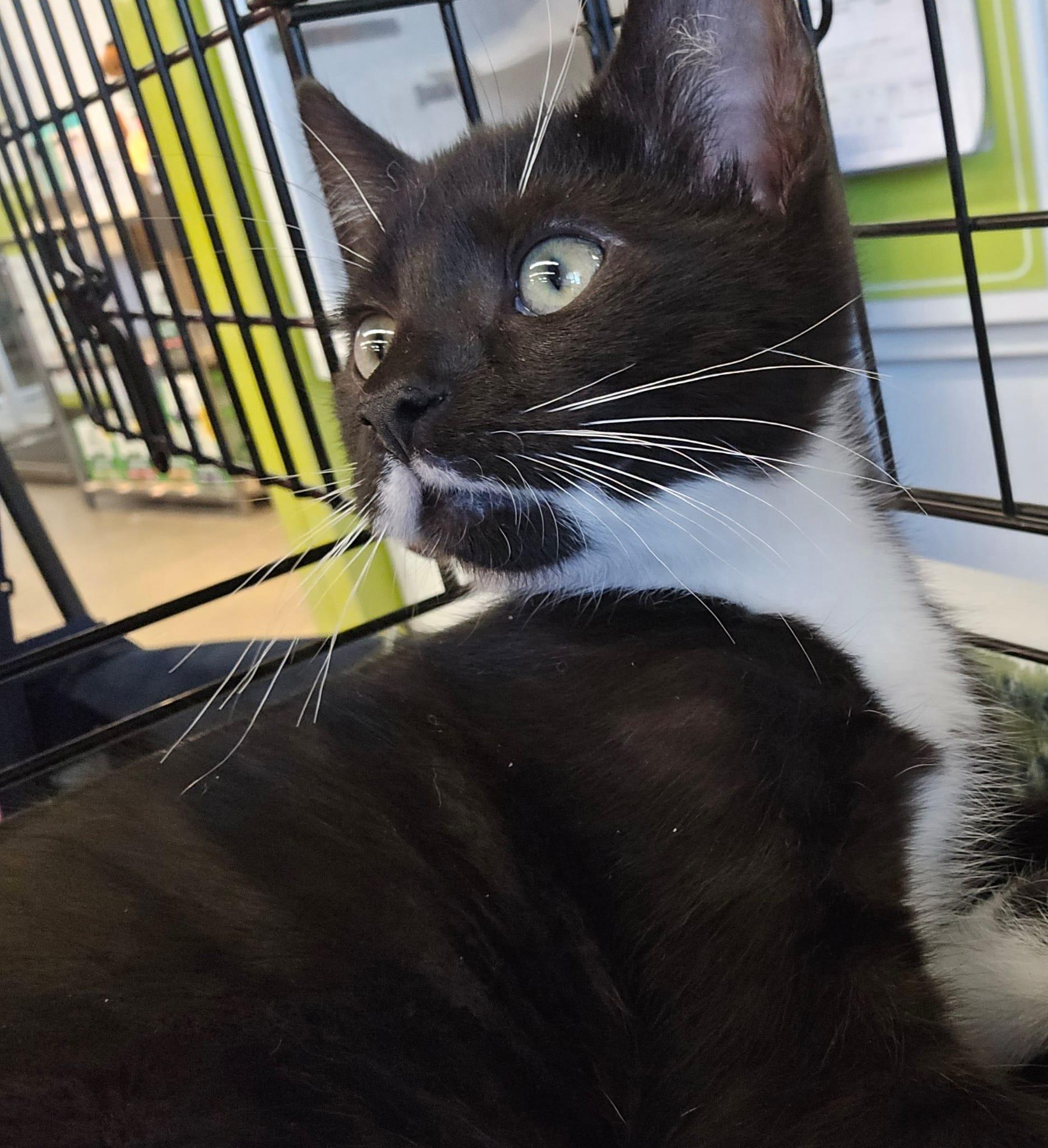 Ozzy, an adopted Domestic Short Hair in Nottingham, MD image 2/3