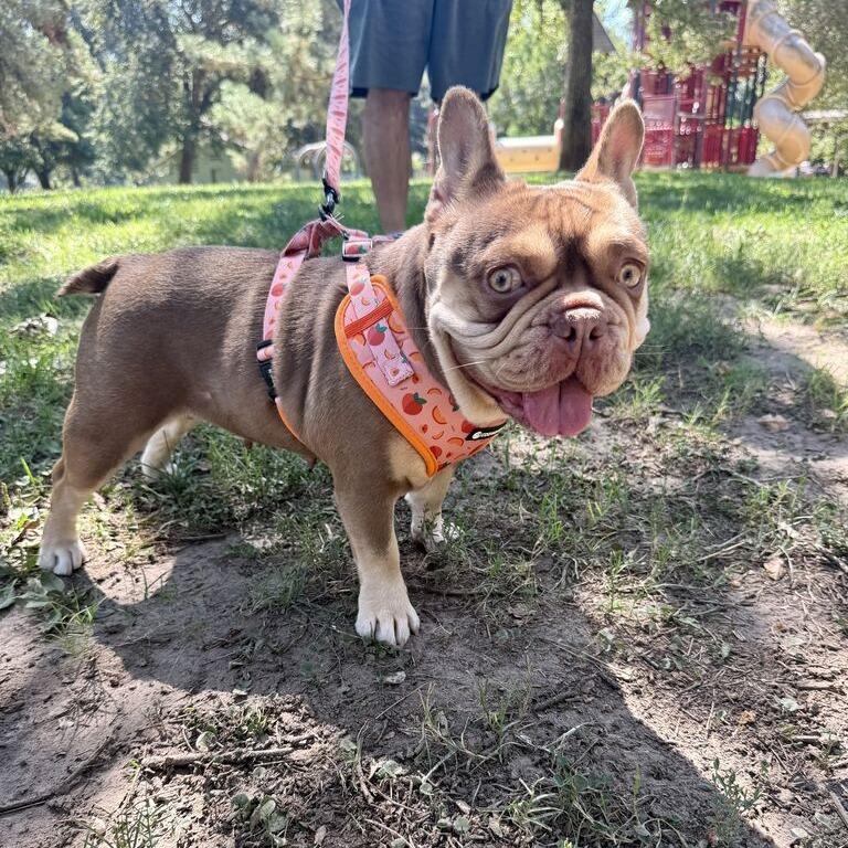 Reese, Adoptable, Adult Female French Bulldog.