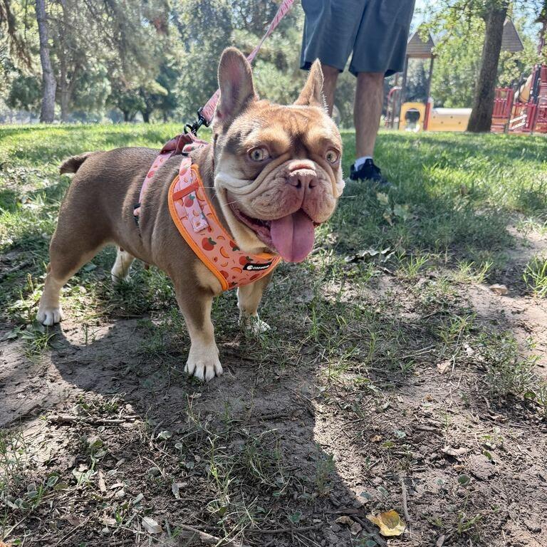 Enlarge Reese, a Adoptable French Bulldog in Turlock, CA image 2/4