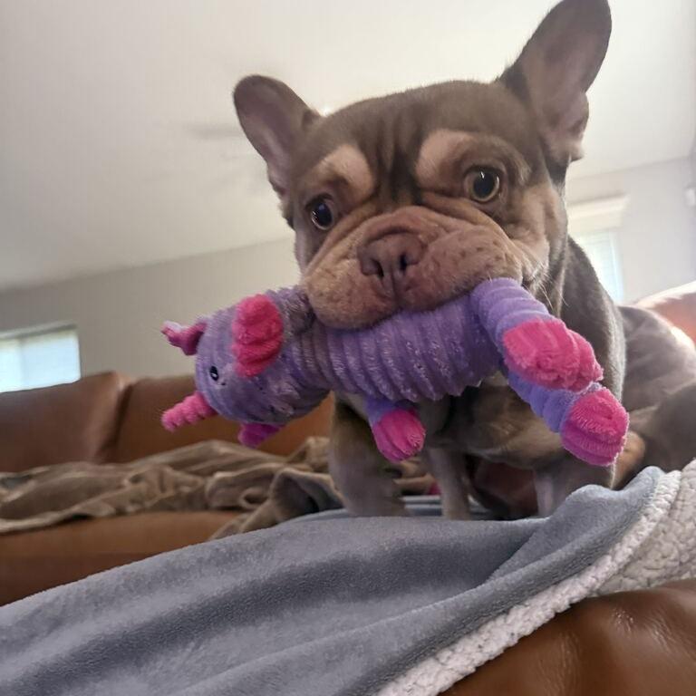 Enlarge Reese, a Adoptable French Bulldog in Turlock, CA image 3/4