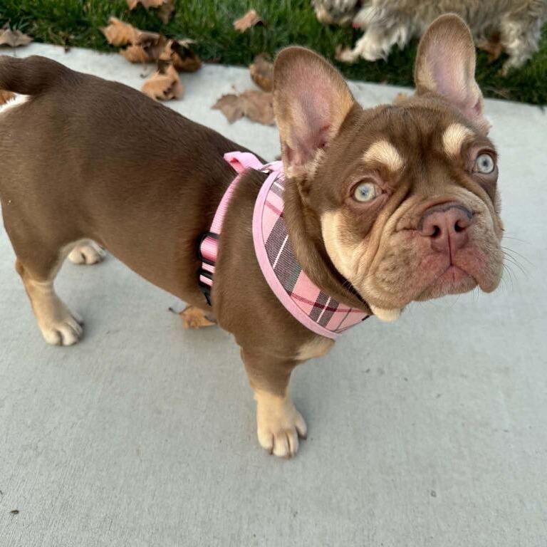 Enlarge Reese, a Adoptable French Bulldog in Turlock, CA image 4/4