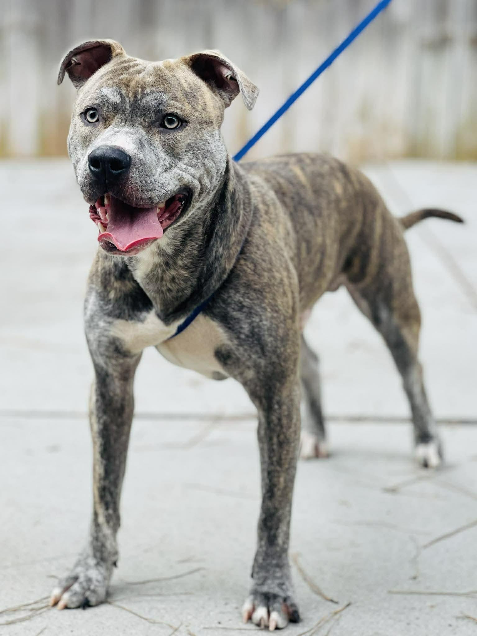 Enlarge AC-4643 "Hay-Hay", a ADOPTABLE mixed breed in Conyers, GA image 1/1