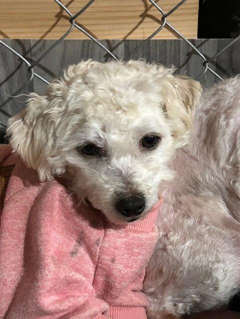 Enlarge Skylar, a Adoptable Miniature Poodle in Knoxville, TN image 2/3