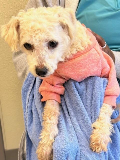 Enlarge Skylar, a Adoptable Miniature Poodle in Knoxville, TN image 3/3