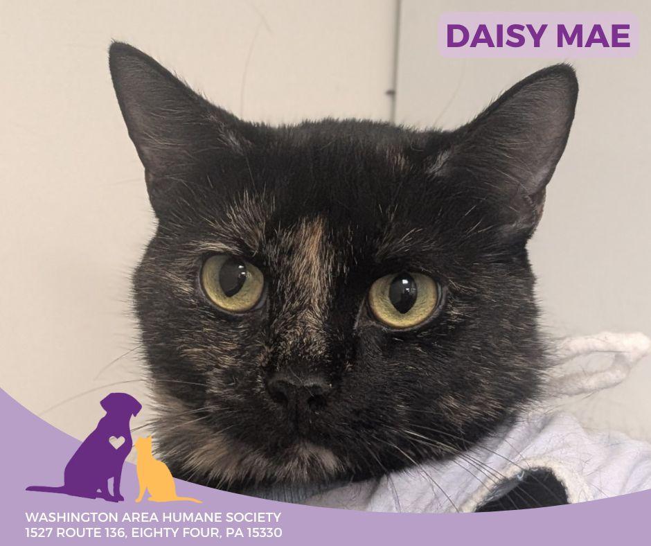 Enlarge Daisy Mae, a ADOPTABLE mixed breed in Eighty Four, PA image 2/2