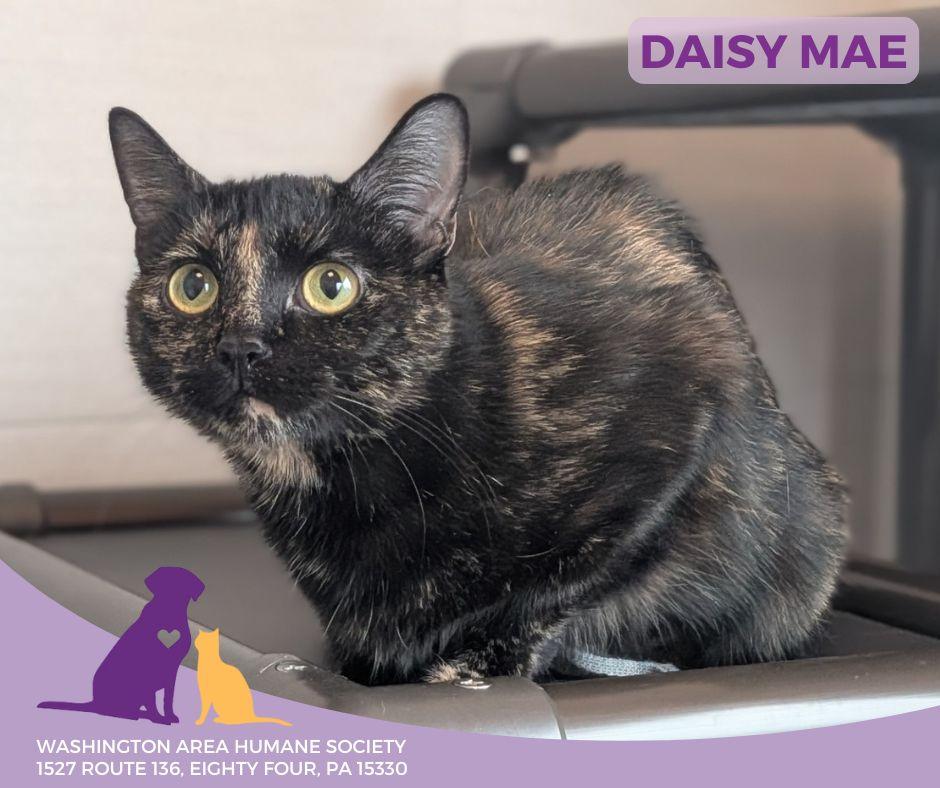 Daisy Mae, ADOPTABLE, Young Female Domestic Short Hair.