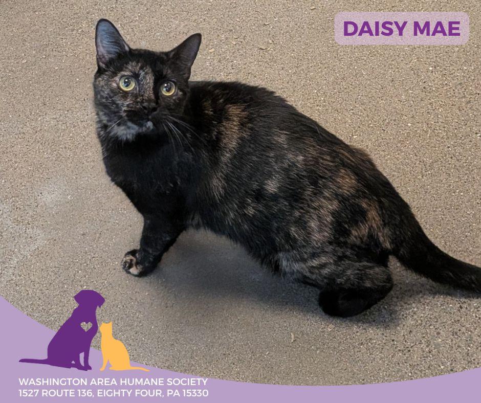 Enlarge Daisy Mae, a ADOPTABLE mixed breed in Eighty Four, PA image 1/3