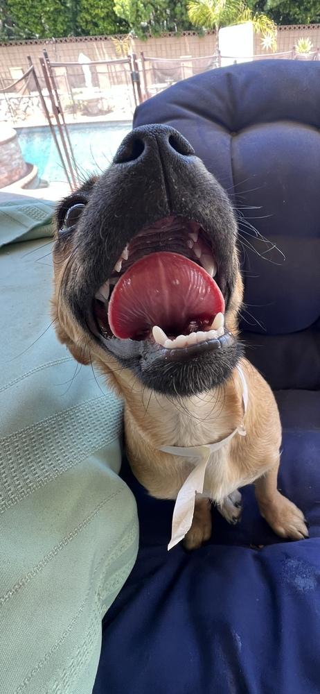 REMI, a Adoptable mixed breed in Pomona, CA image 1/4