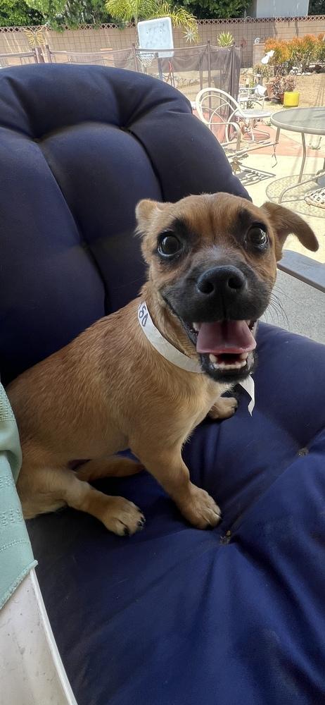 REMI, a Adoptable mixed breed in Pomona, CA image 2/4