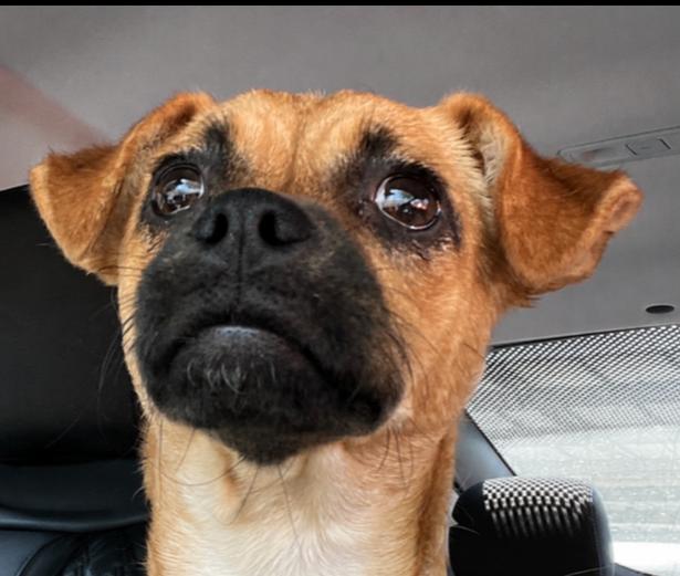 REMI, a Adoptable mixed breed in Pomona, CA image 3/4