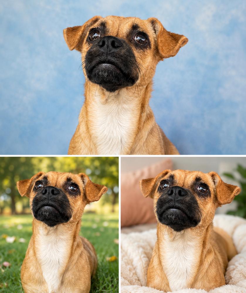 REMI, a Adoptable mixed breed in Pomona, CA image 4/4