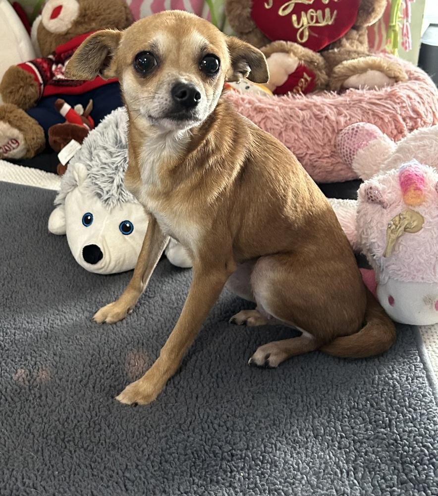 Zanni, Adoptable, Adult Female Chihuahua.