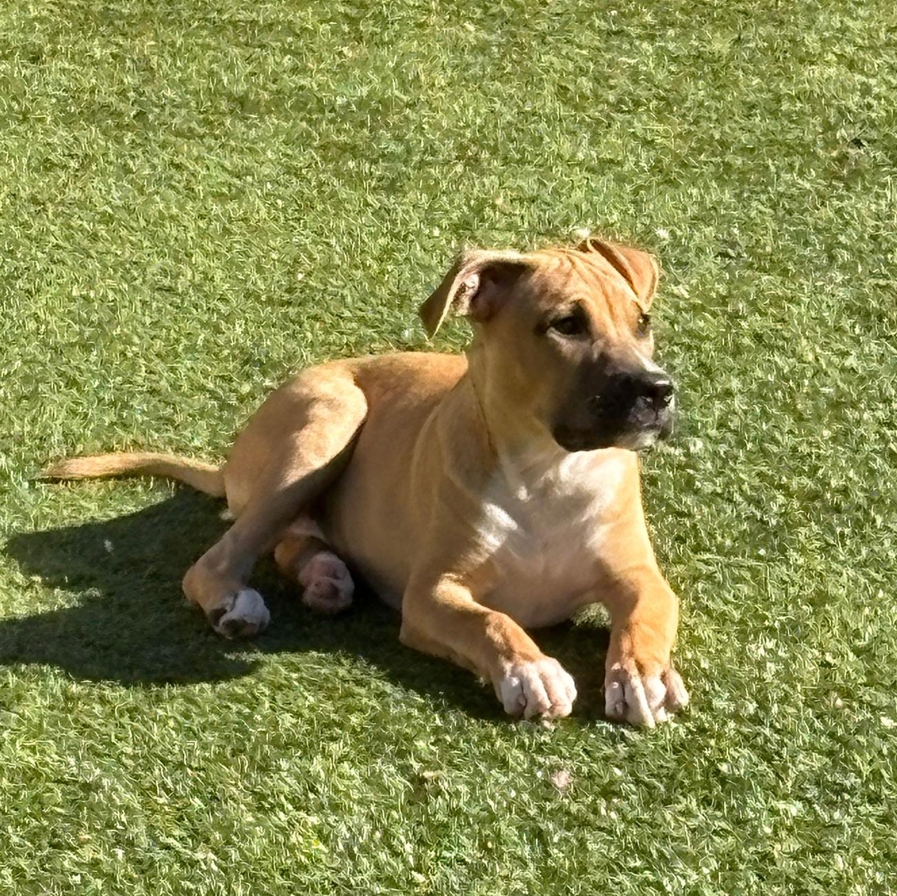 Enlarge Chucky, a Adoptable mixed breed in Charlotte, NC image 4/4