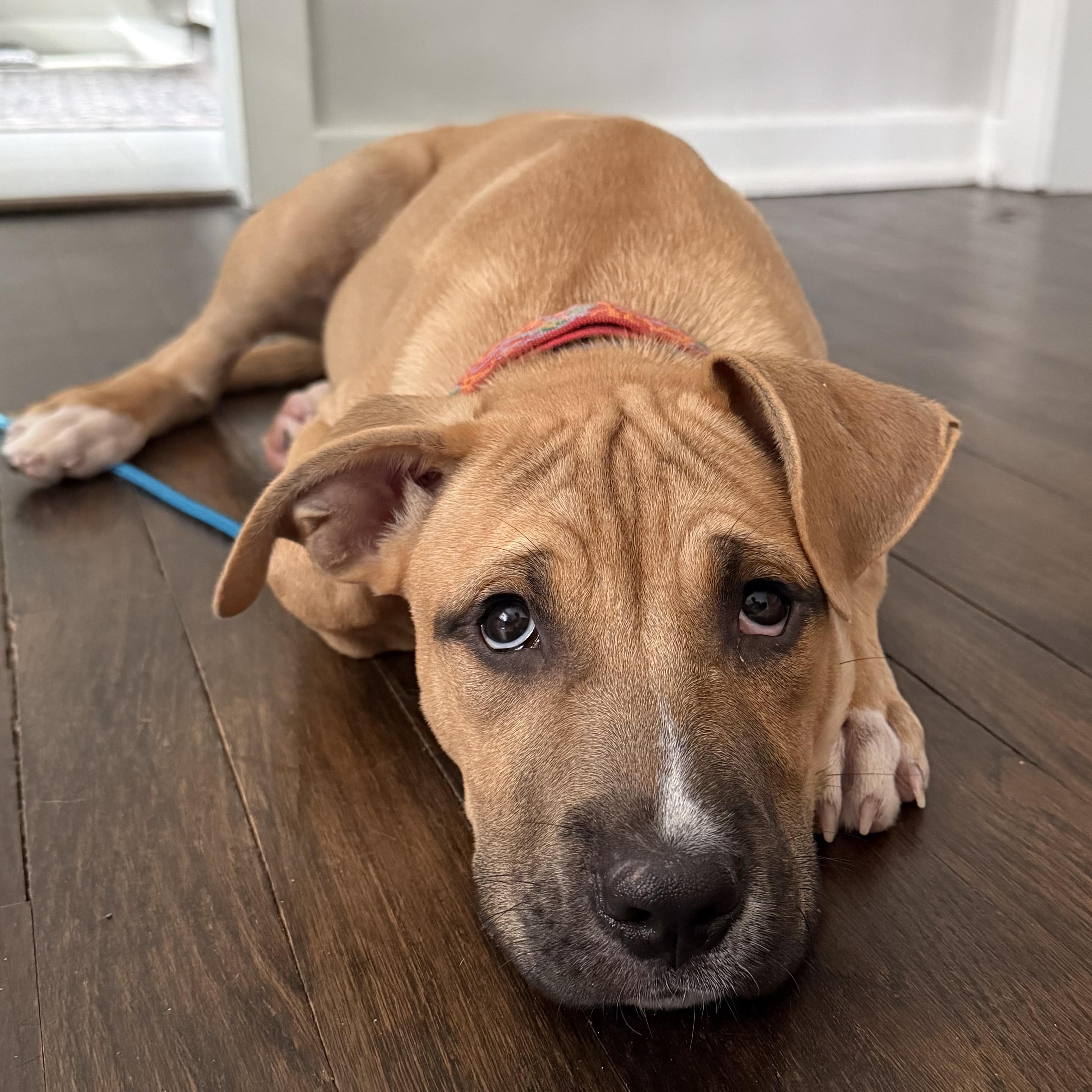 Enlarge Chucky, a Adoptable mixed breed in Charlotte, NC image 2/4