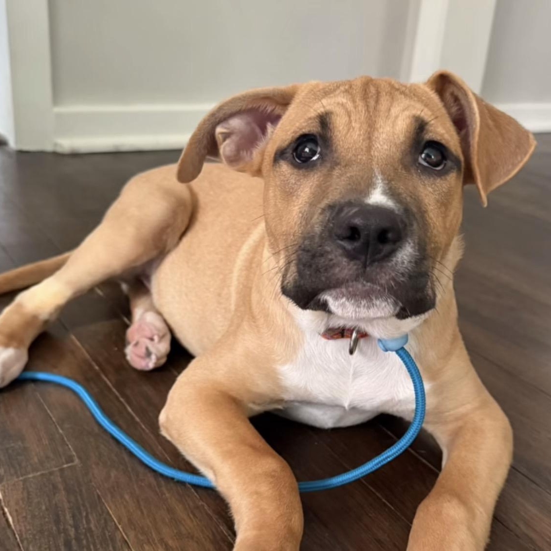 Chucky, Adoptable, Puppy Male Pit Bull Terrier.