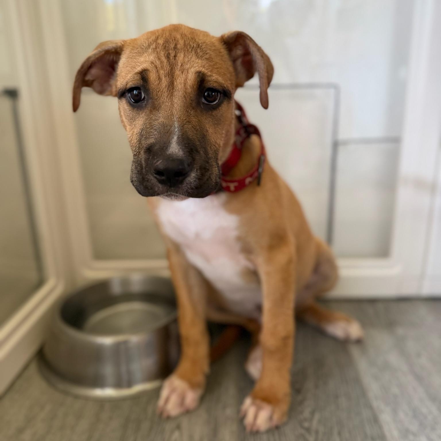 Enlarge Chucky, a Adoptable mixed breed in Charlotte, NC image 3/4