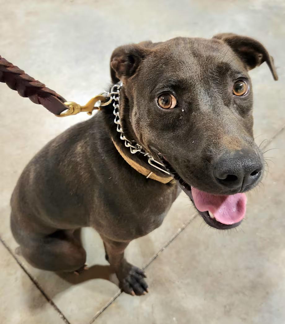 Fred, ADOPTABLE, Adult Male German Shorthaired Pointer & Chocolate Labrador Retriever.