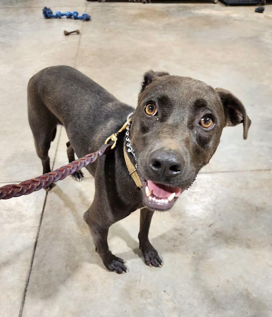 Fred, a ADOPTABLE mixed breed in Pelzer, SC image 2/2
