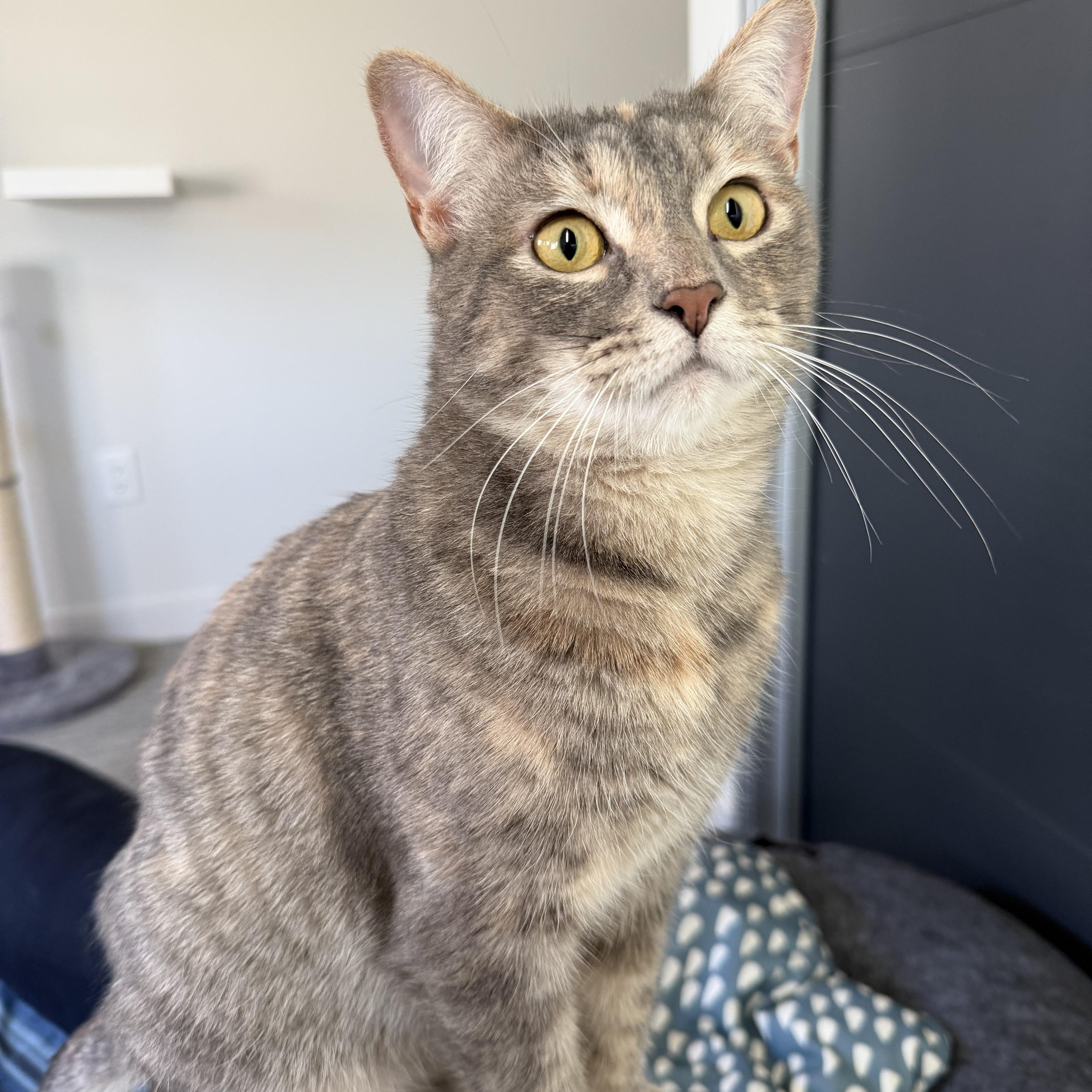 Enlarge Tabatha, a Adopted Domestic Short Hair in Lakewood, CO image 6/6