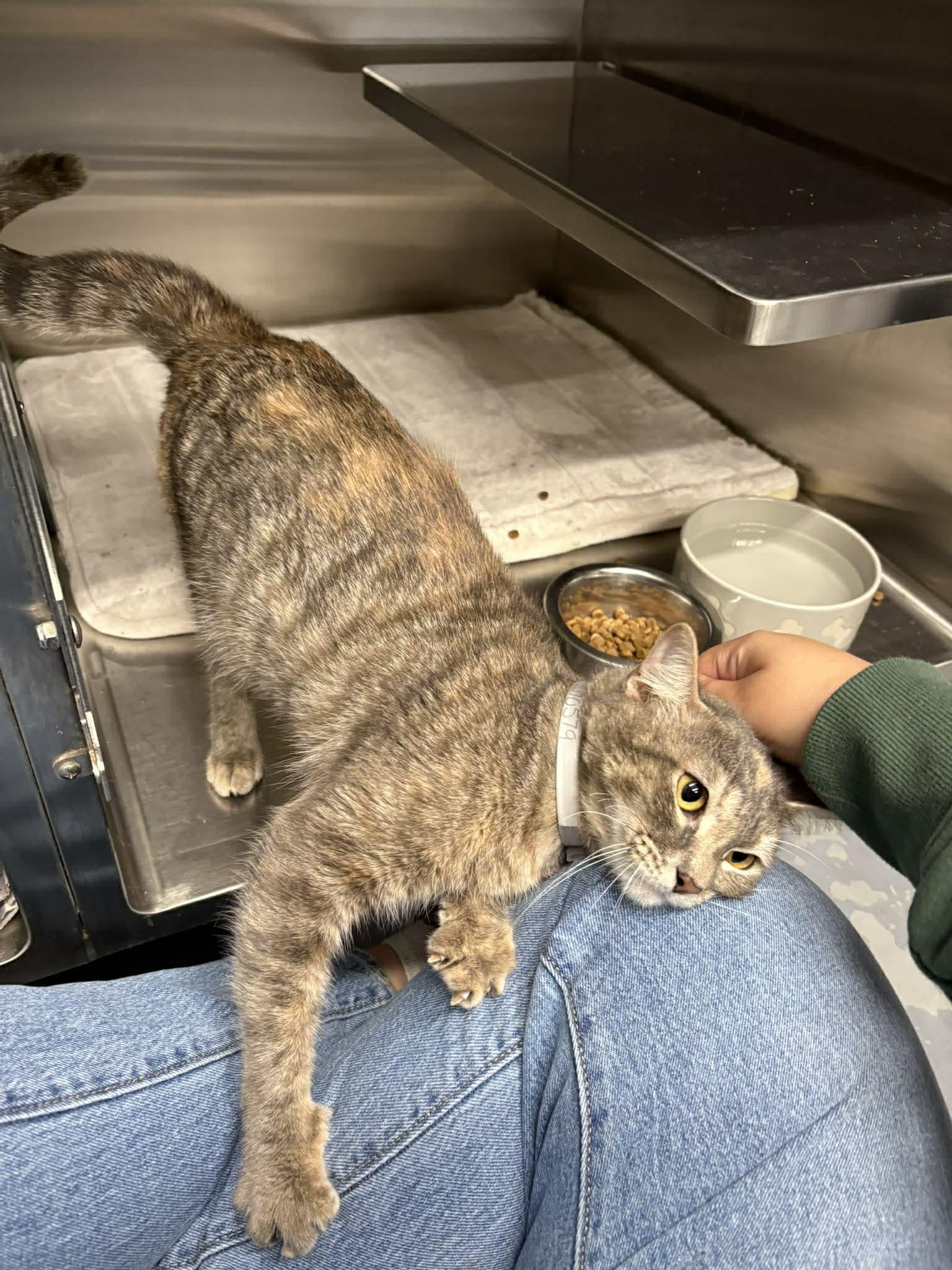 Enlarge Tabatha, a Adopted Domestic Short Hair in Lakewood, CO image 5/6