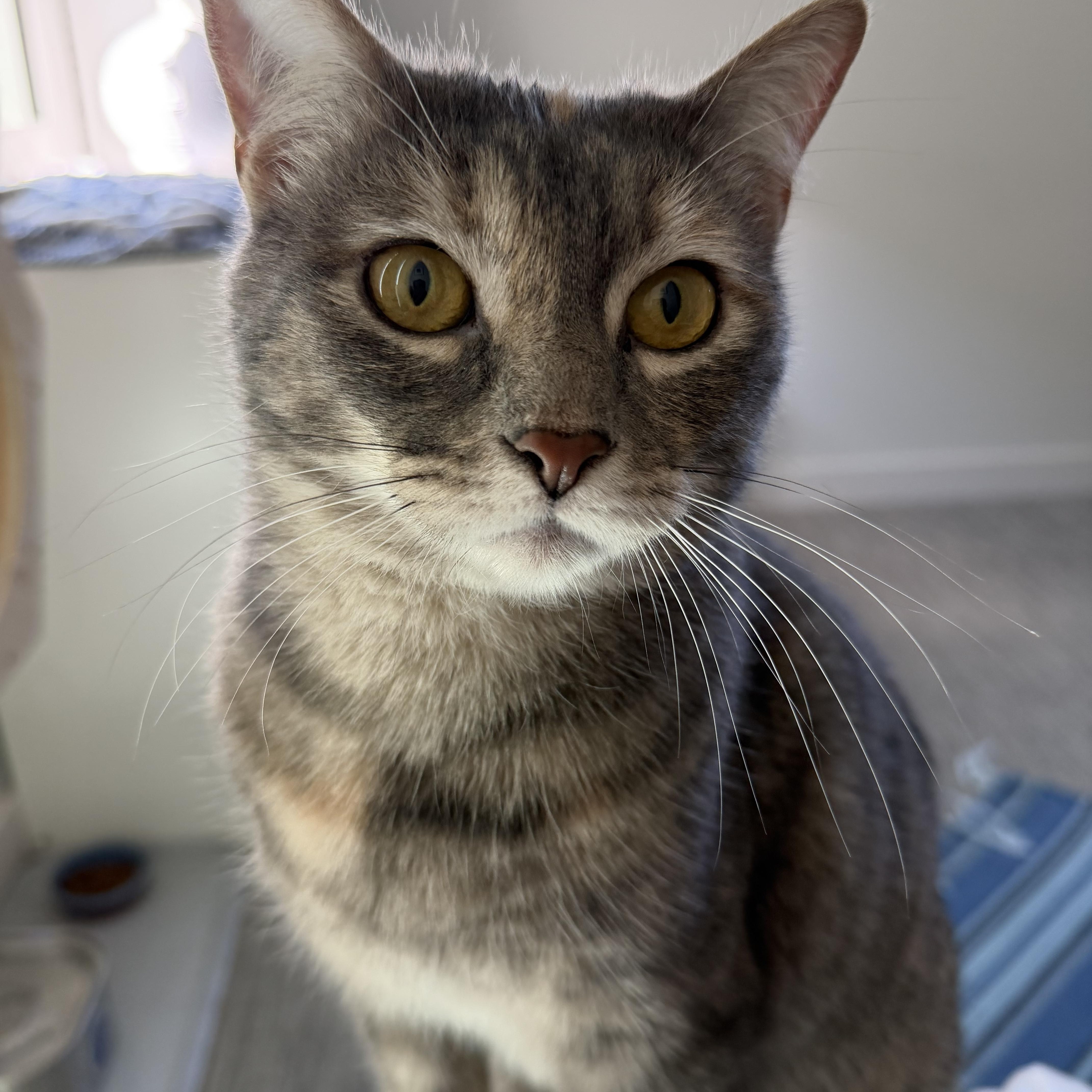Enlarge Tabatha, a Adopted Domestic Short Hair in Lakewood, CO image 1/6