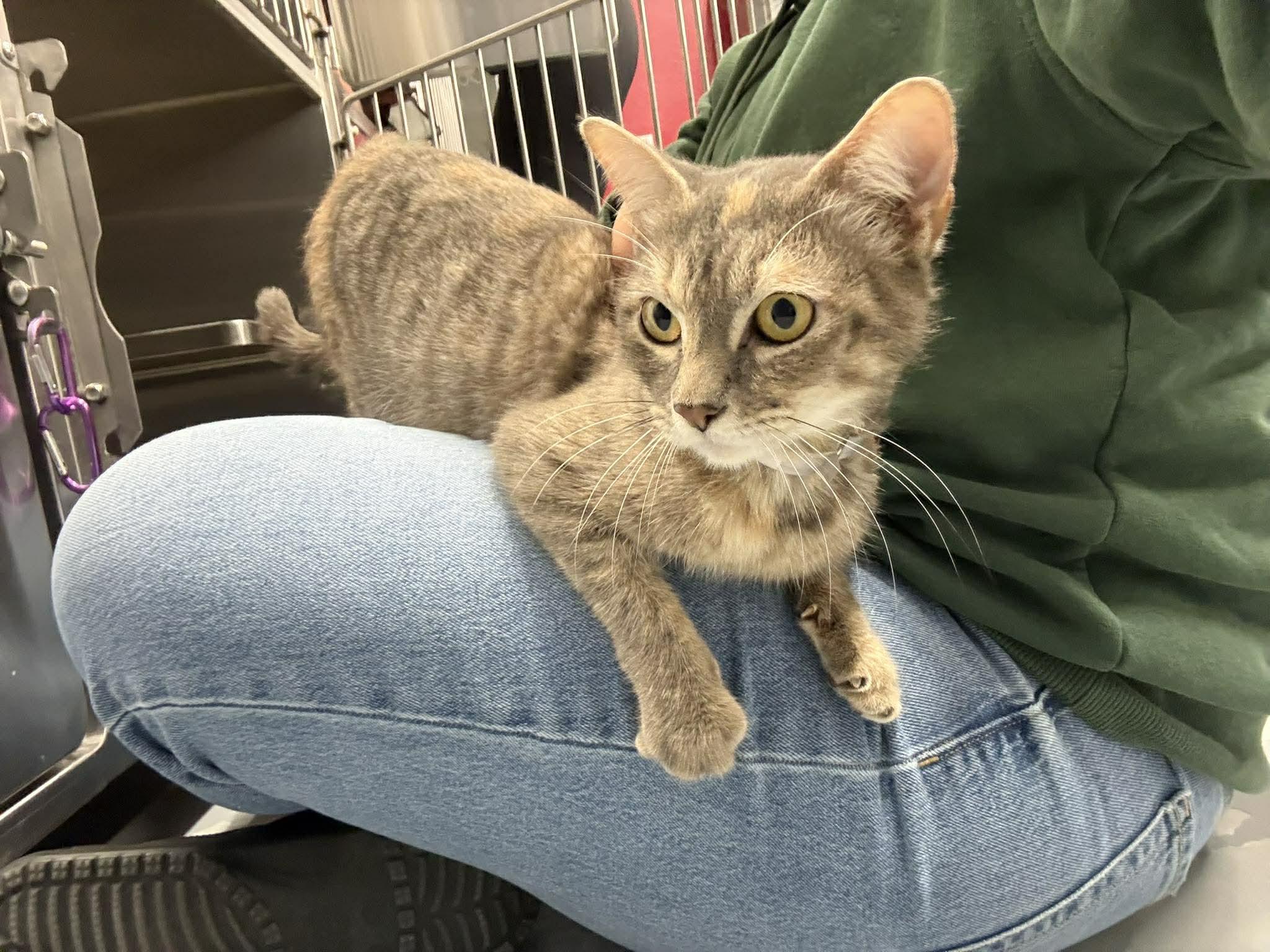 Enlarge Tabatha, a Adopted Domestic Short Hair in Lakewood, CO image 2/6