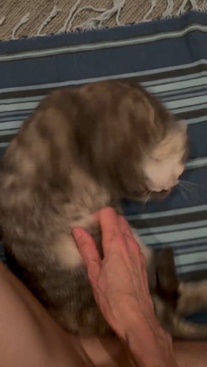 Enlarge Tabatha, a Adopted Domestic Short Hair in Lakewood, CO video 3/6