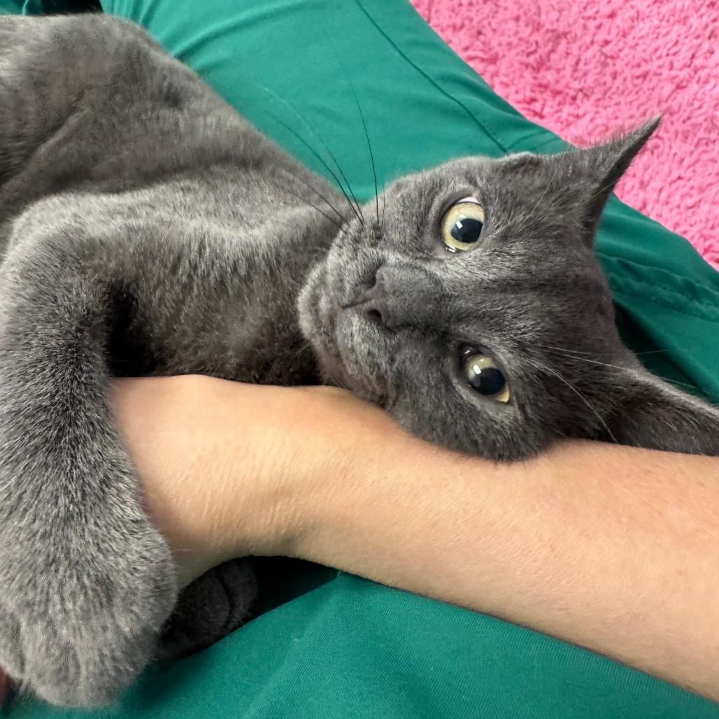 Nimbus, a Adoptable Domestic Short Hair image 1/2