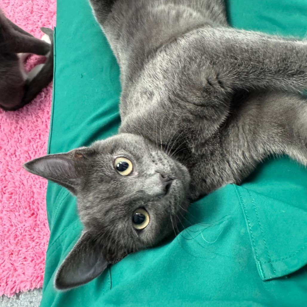 Nimbus, a Adoptable Domestic Short Hair image 2/2