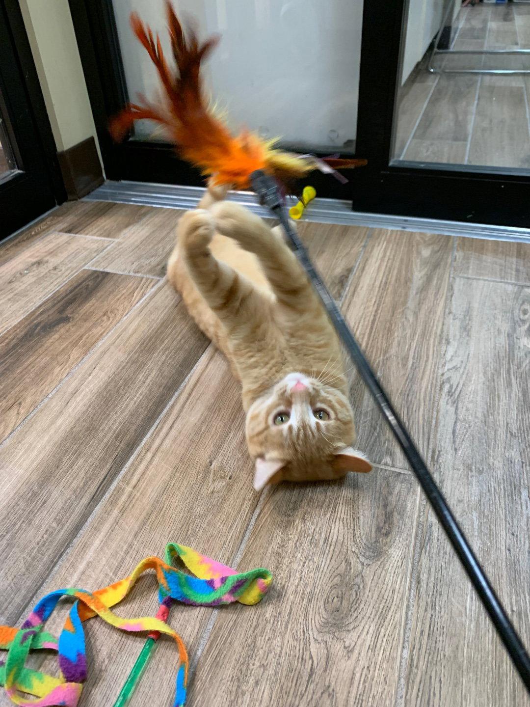 Enlarge Sunkist (bonded with Tropicana), a Adopted Domestic Short Hair in Oakland, CA image 1/2