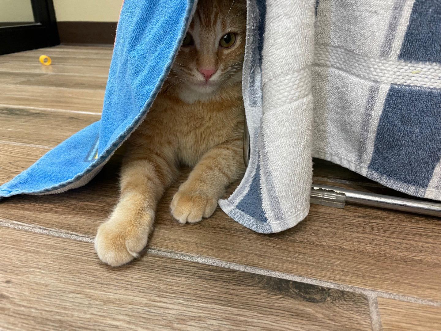 Enlarge Sunkist (bonded with Tropicana), a Adopted Domestic Short Hair in Oakland, CA image 2/2