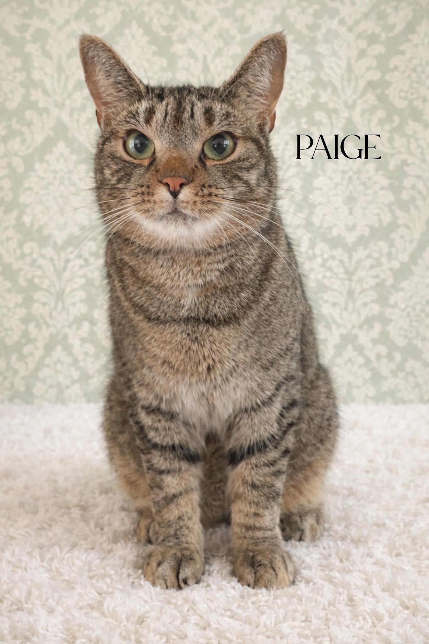 Enlarge Paige, an adopted Domestic Short Hair in Webster, NY image 1/1