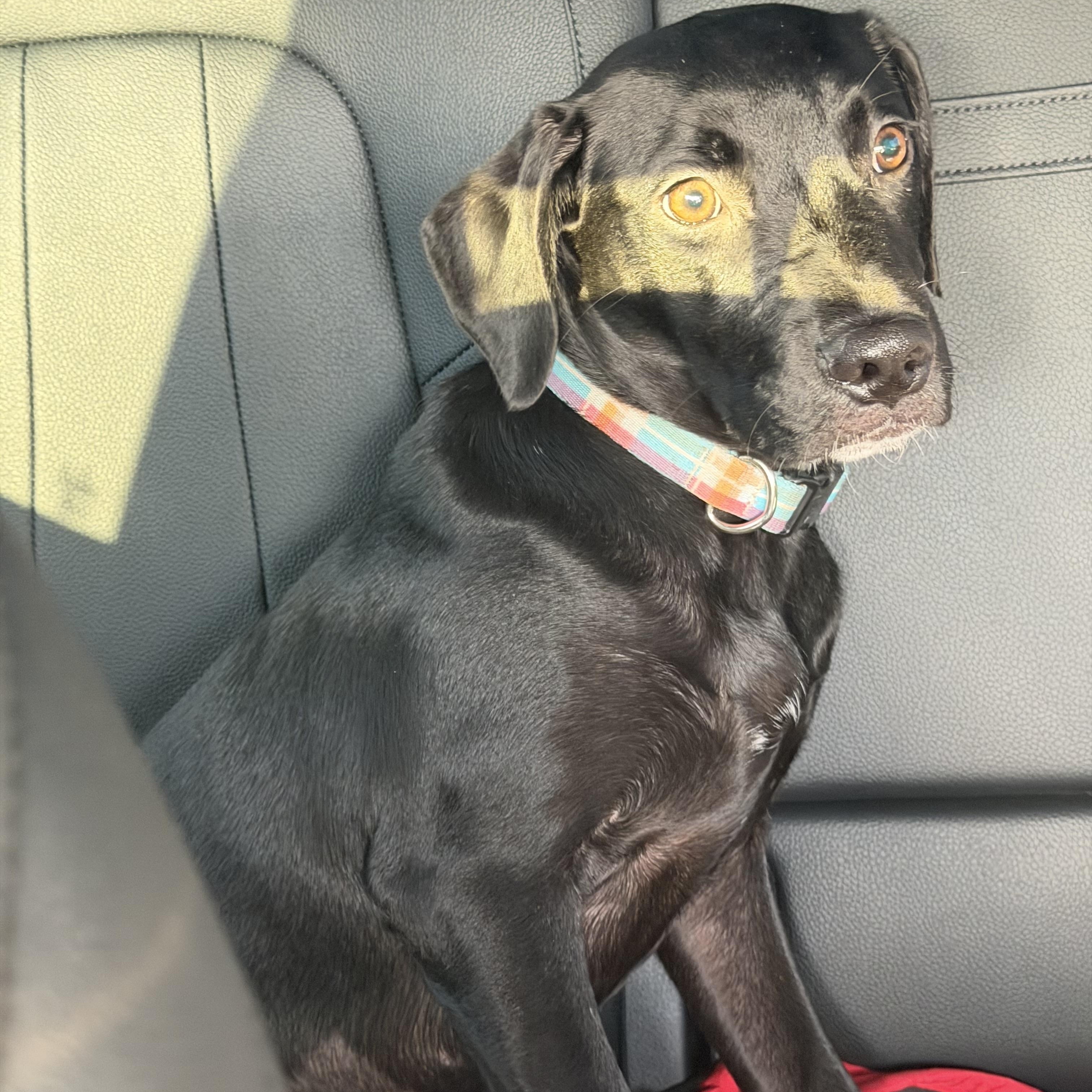 Bailey, ADOPTABLE, Puppy Female Terrier & Black Labrador Retriever.