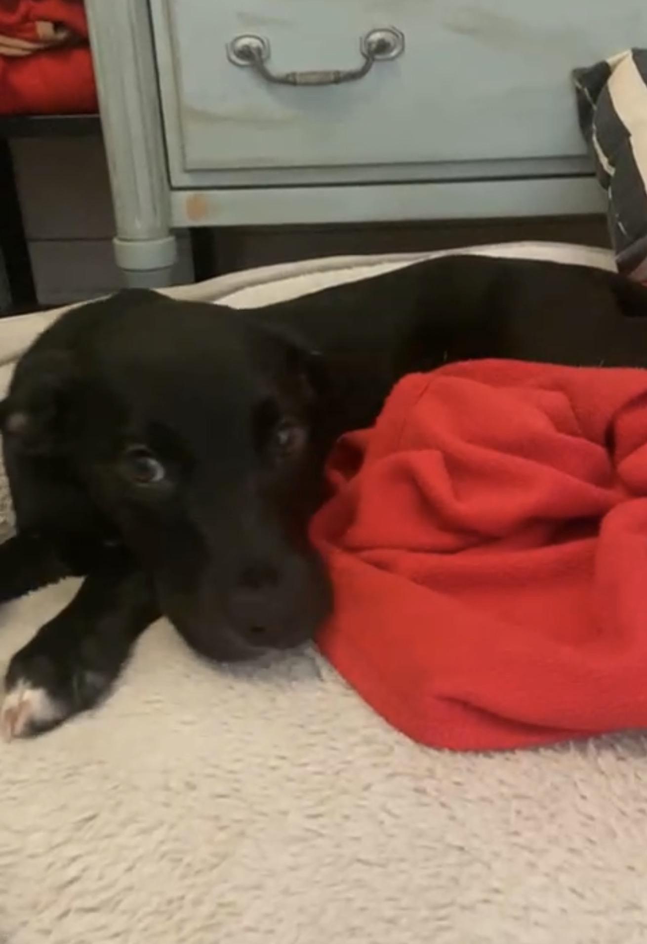 Bailey, ADOPTABLE, Young Female Terrier.