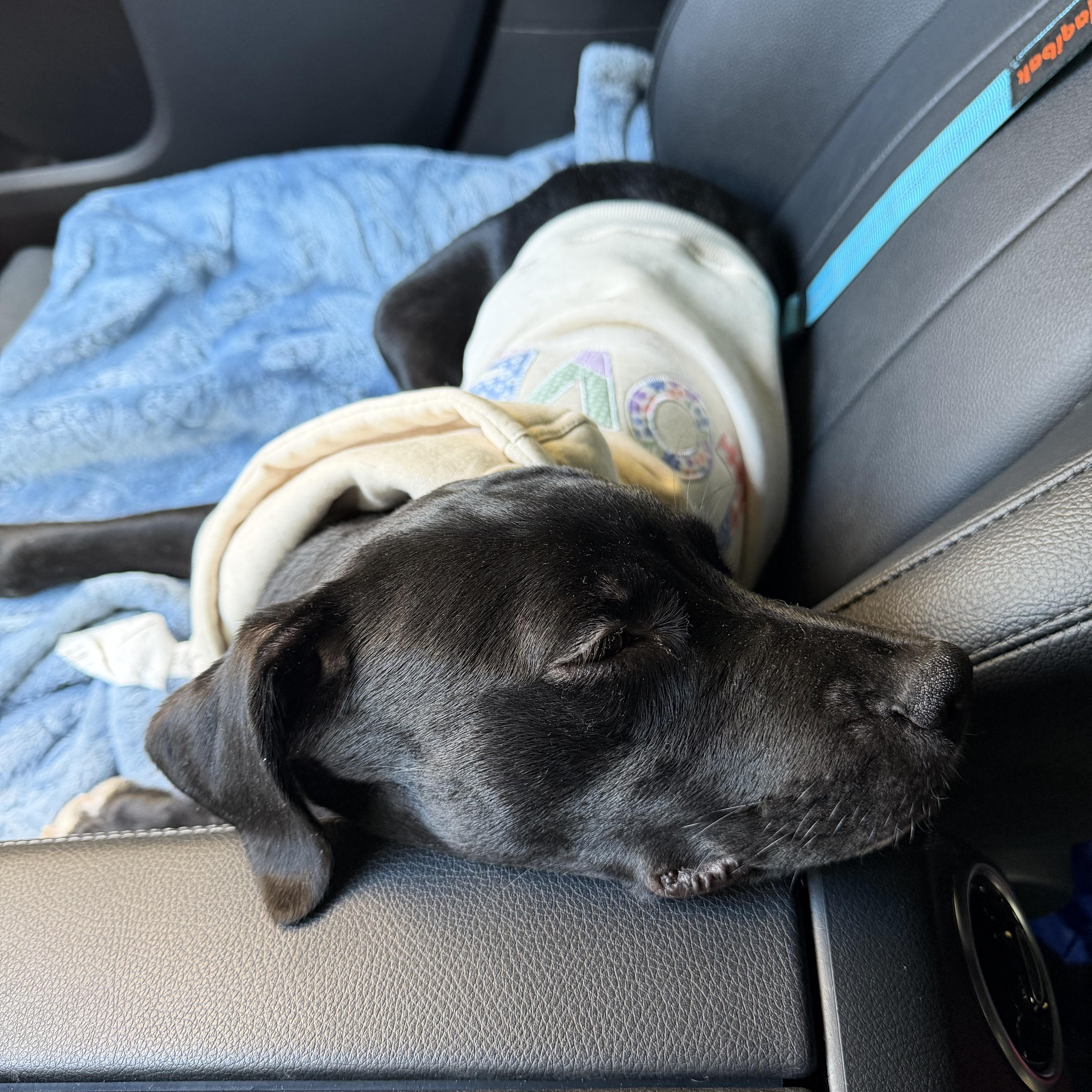 Bailey, a ADOPTABLE mixed breed in Tamp, FL image 2/6