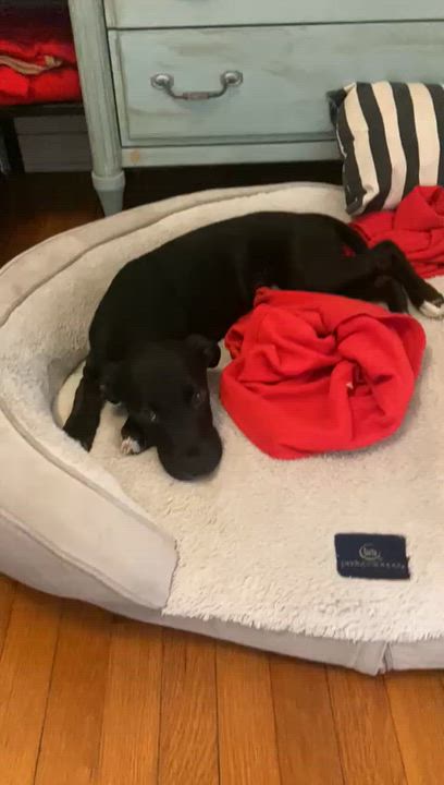 Enlarge Bailey, a ADOPTABLE mixed breed in west palm beach, FL video 2/4