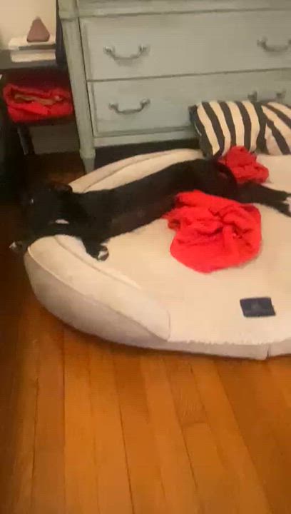 Enlarge Bailey, a ADOPTABLE mixed breed in west palm beach, FL video 3/4