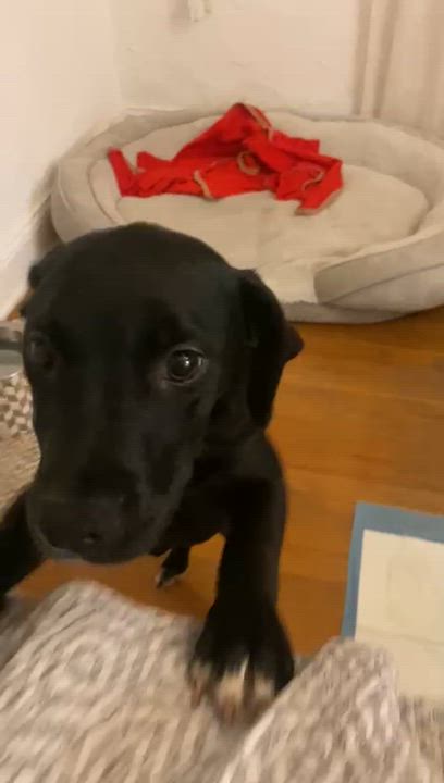 Enlarge Bailey, a ADOPTABLE mixed breed in west palm beach, FL video 1/4