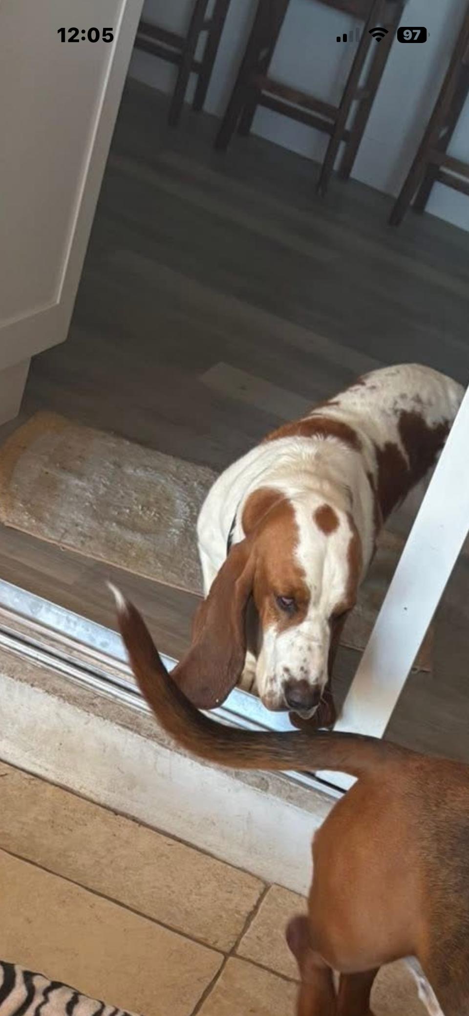 Enlarge Buddy, a ADOPTABLE Basset Hound in Auburndale, FL image 4/4