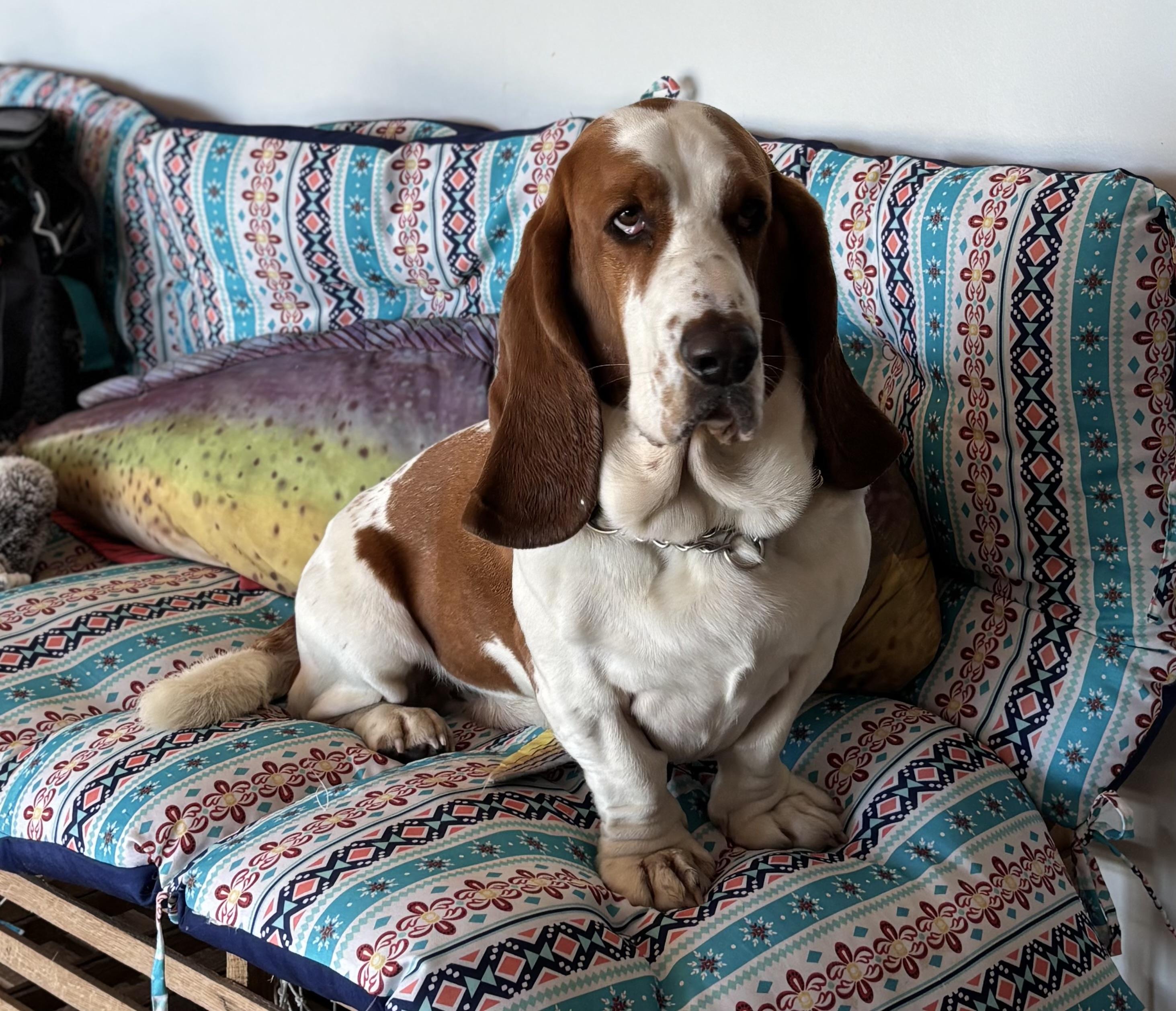 Buddy, ADOPTABLE, Young Male Basset Hound.