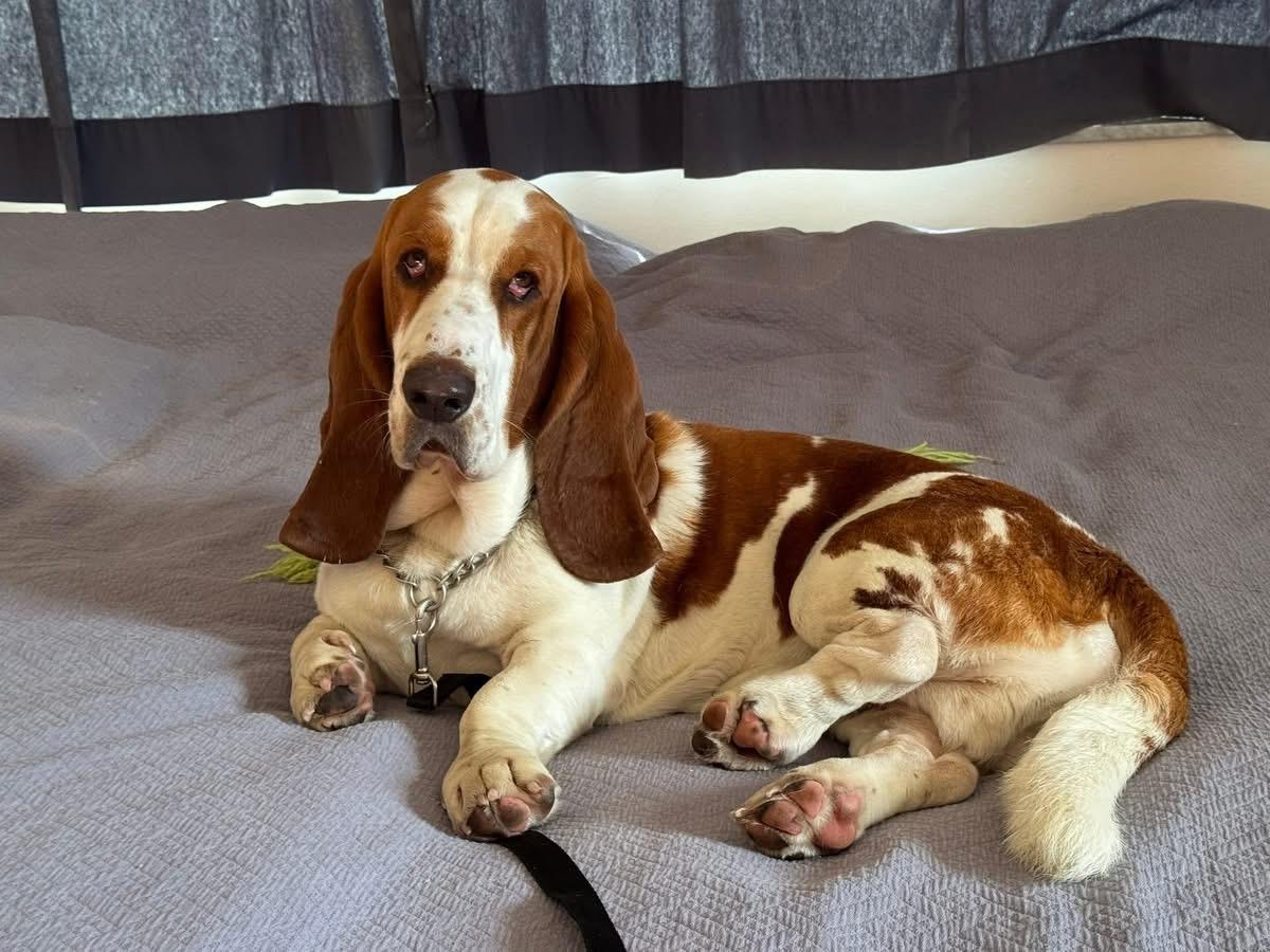 Enlarge Buddy, a ADOPTABLE Basset Hound in Auburndale, FL image 2/4