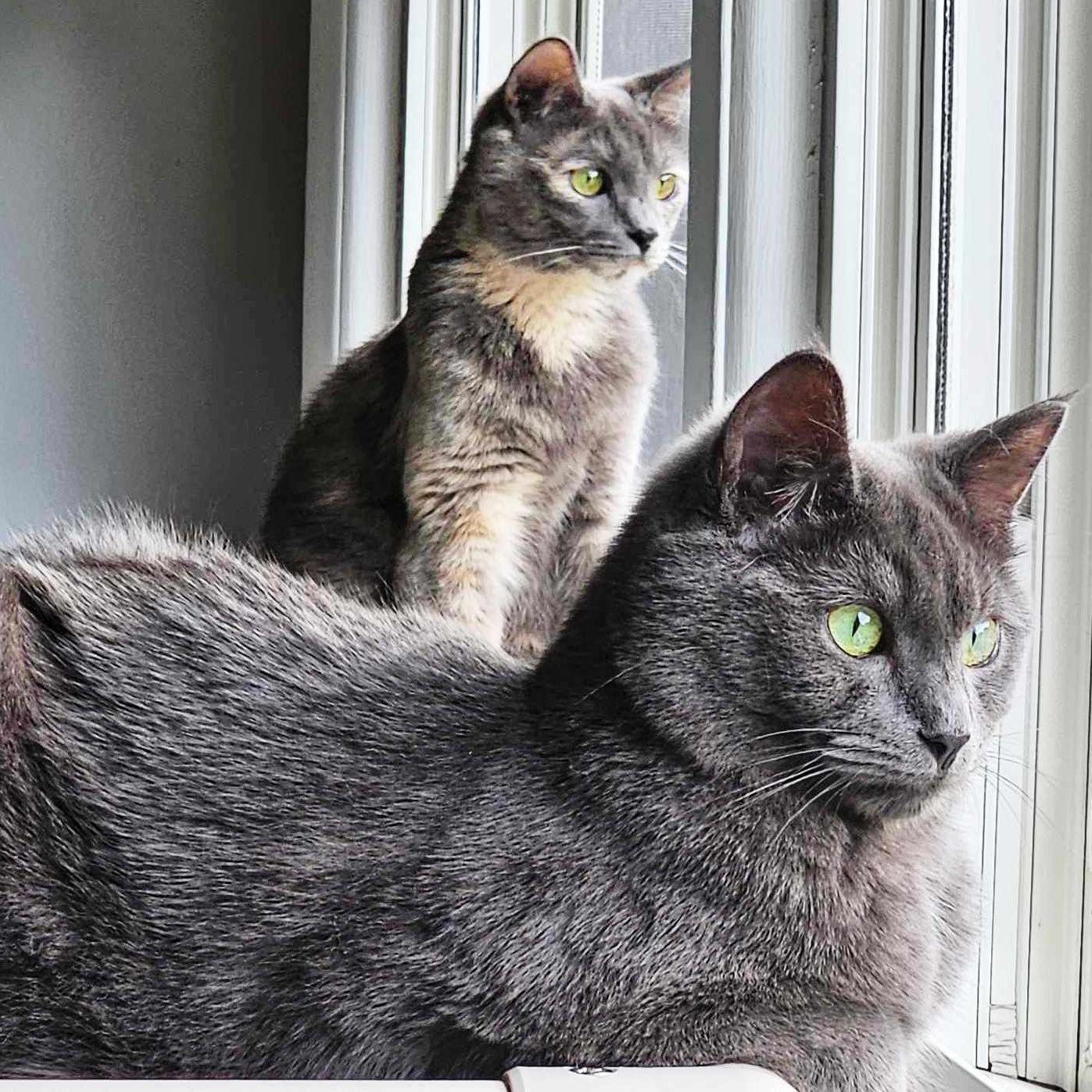 Taffy & Gumdrop (Sweetest loving kittens)