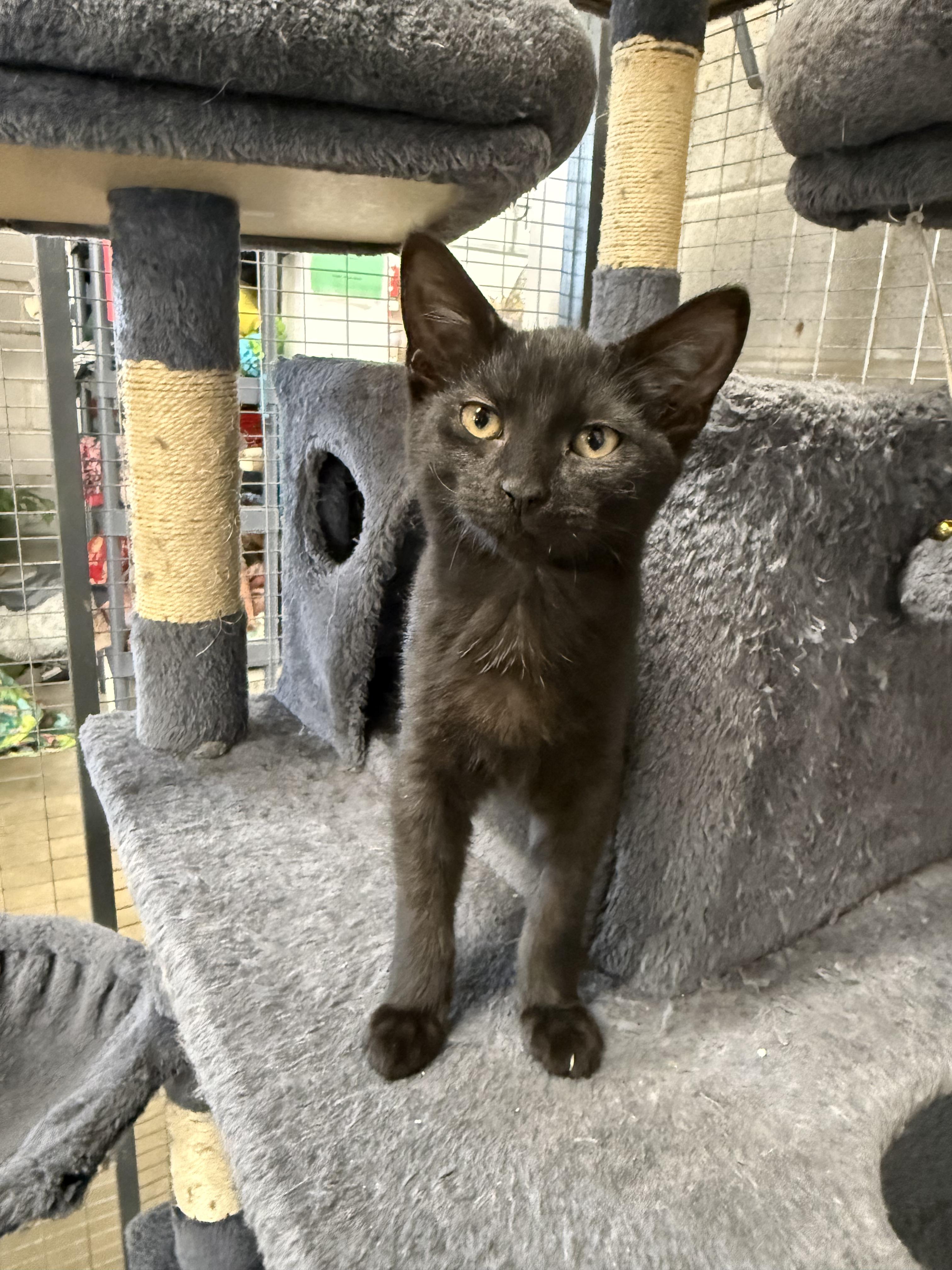 Enlarge Taylor, a Adoptable Domestic Short Hair in Winamac, IN image 1/1