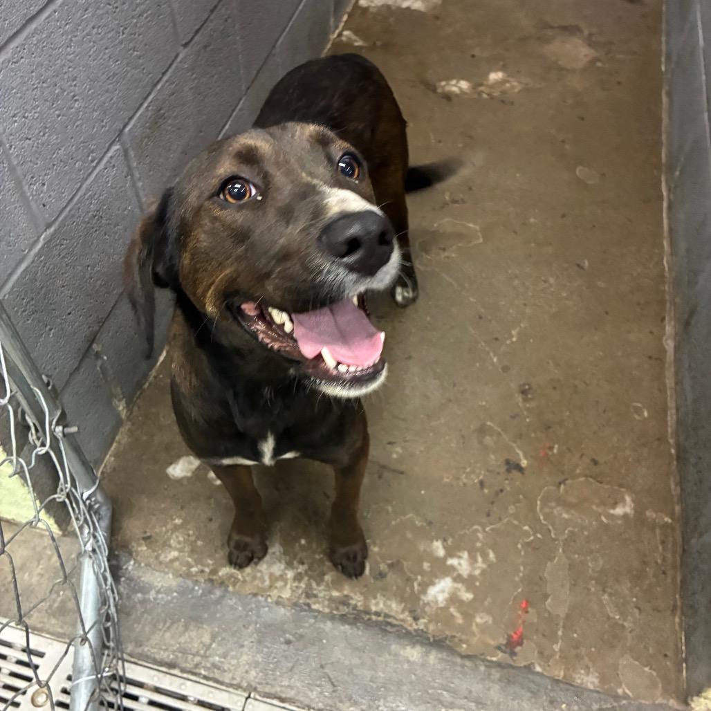 Stella, Adoptable, Adult Female Mixed Breed.
