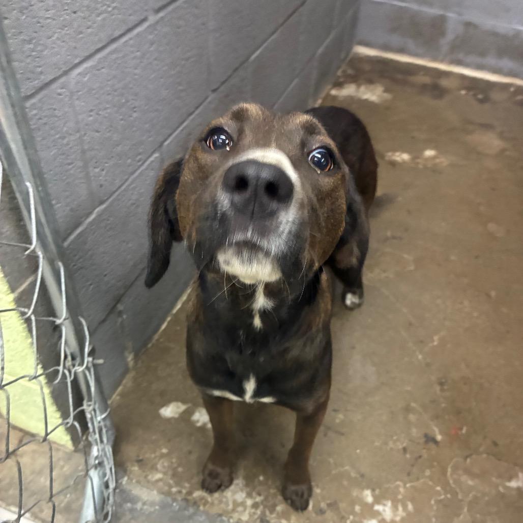 Enlarge Stella, a Adoptable Mixed Breed in Corbin, KY image 2/3