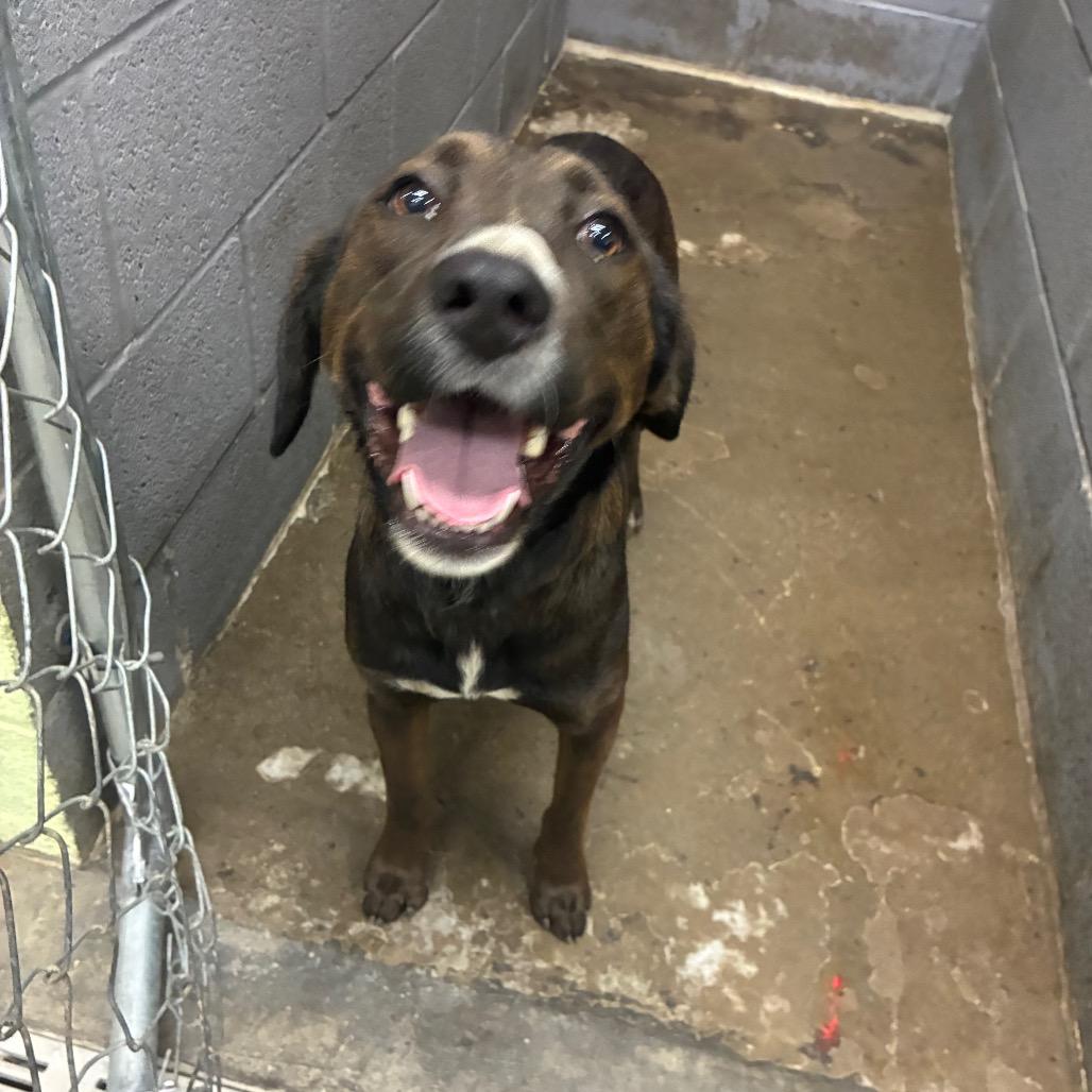Enlarge Stella, a Adoptable Mixed Breed in Corbin, KY image 3/3