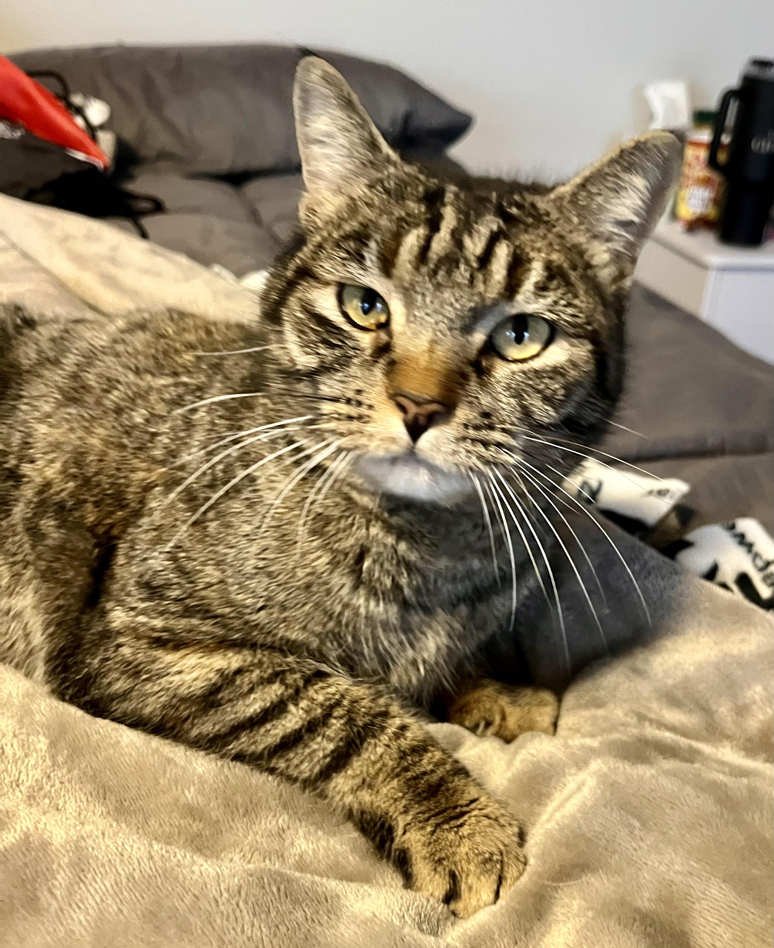 Enlarge Sweetie, a Adoptable Domestic Short Hair in Mount Juliet, TN image 6/6