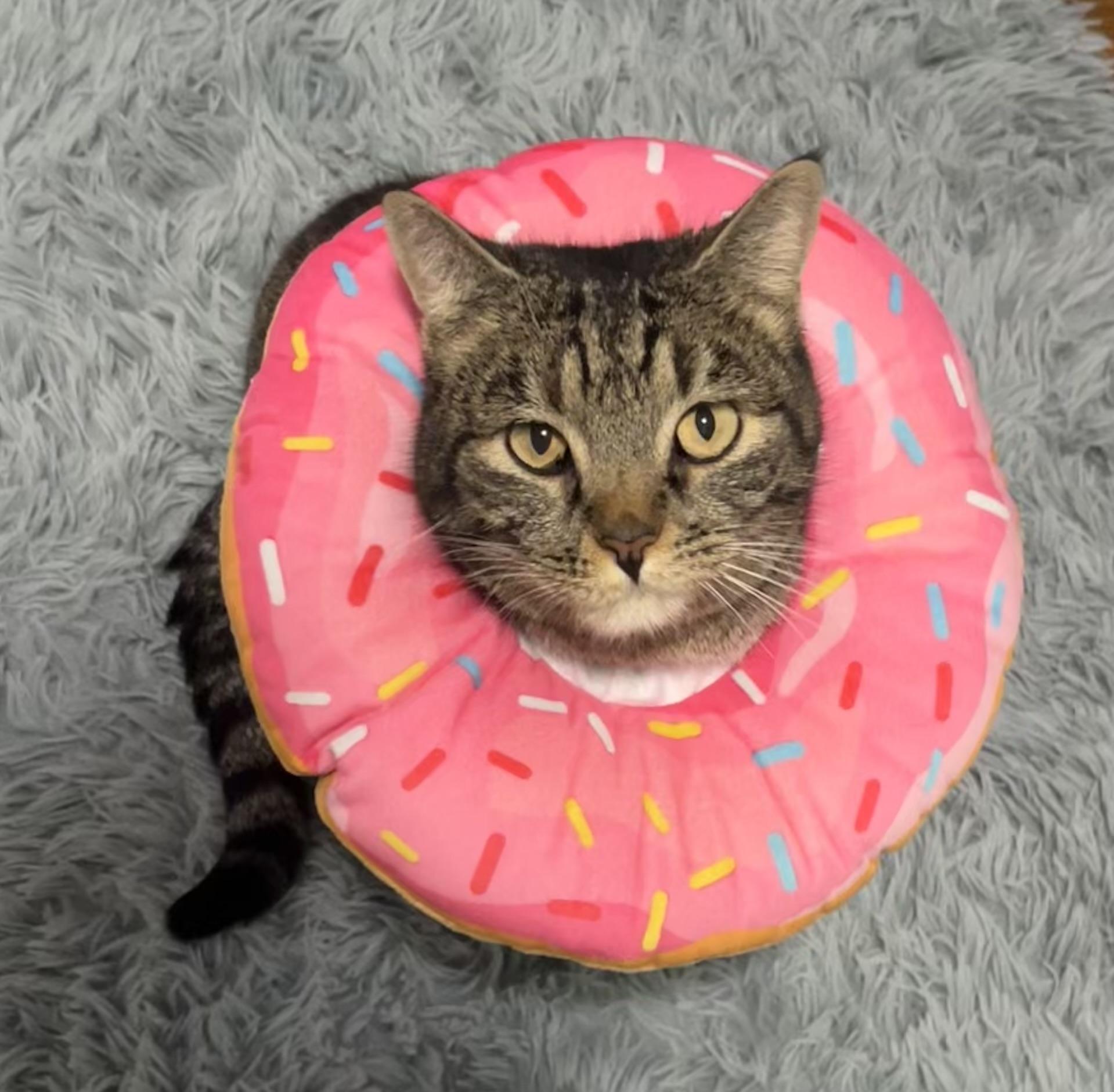 Enlarge Sweetie, a Adoptable Domestic Short Hair in Mount Juliet, TN image 2/6