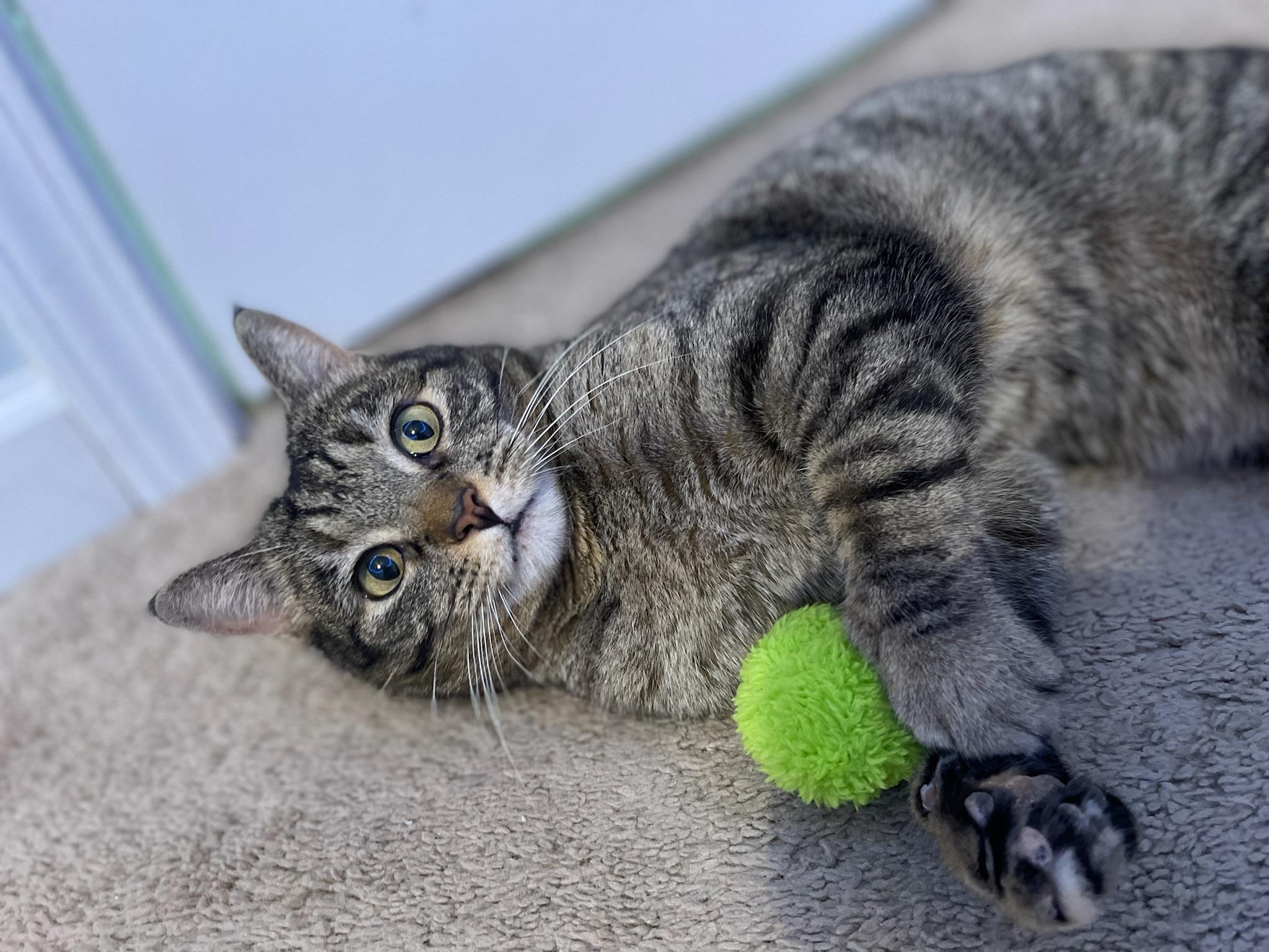 Sweetie, Adoptable, Senior Female Domestic Short Hair.